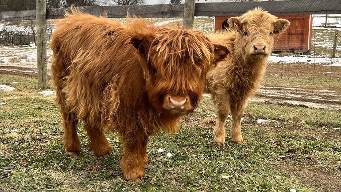 Breed Profile: Highland Cows