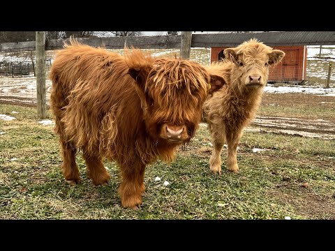 MINI COW -Things You MUST Know Before Adopting