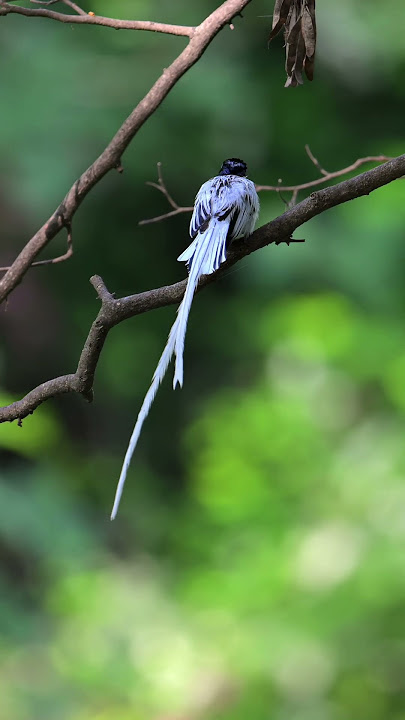 Indian Paradise Flycatcher | The Ribbon of the Skies