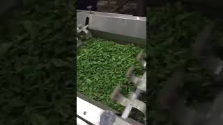 Detalles Large Capacity High Temperature Green Tea Steamer Machine/Green Tea Leaf Steaming Machine Actualización