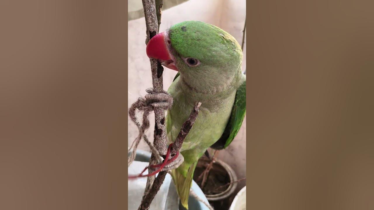 mithu-ki-badmashi-dekhiye-kaise-ped-pe-chadna-shikh-rha-hai-youtube