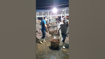 cảng cá tắc cậu về đêm của anh em