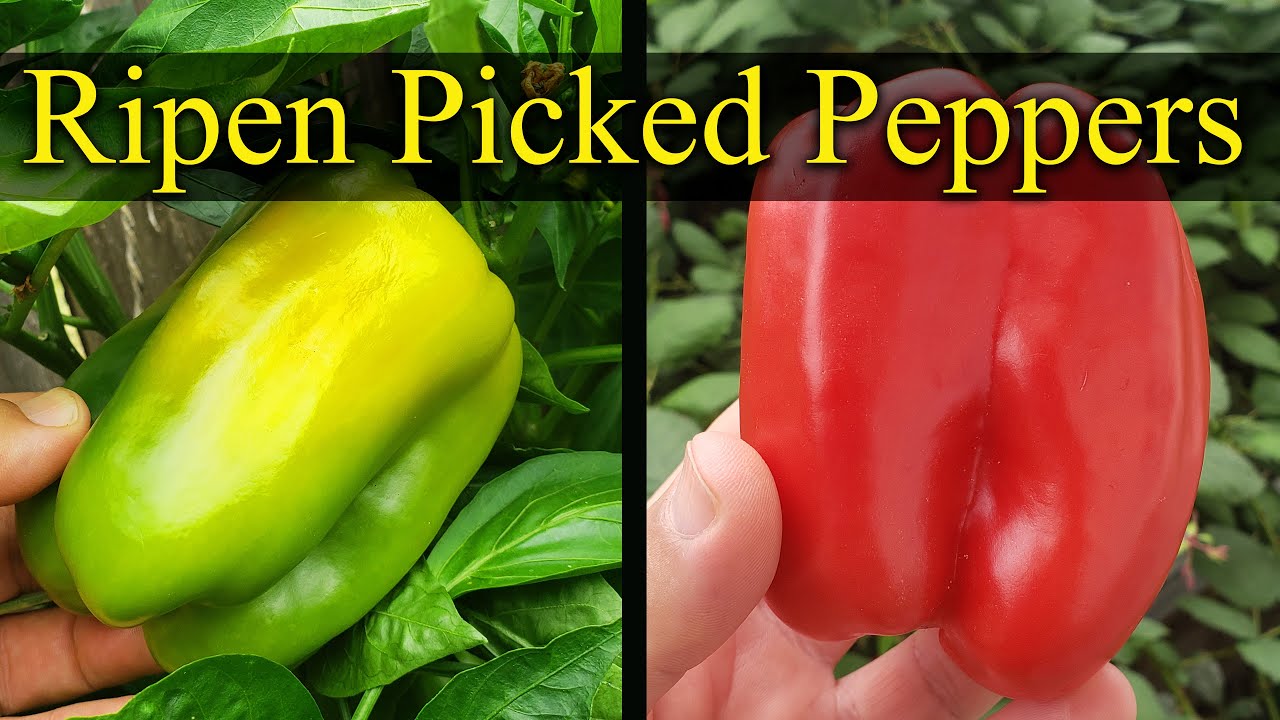 How To Ripen Already Picked Peppers - Garden Quickie Episode 17