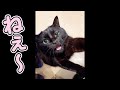 甘え方が、世界一かわいい猫