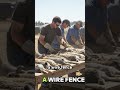 The World's Longest Fence vs Rabbits Who Wo #australia #rabbits #historyshorts