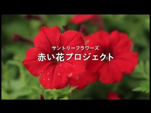 TodaiiJapanese video