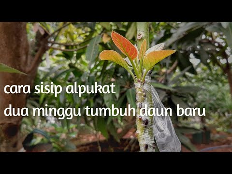 Video: Timbal Alpukat Dan Tuna