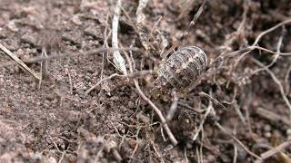 Saxatilis