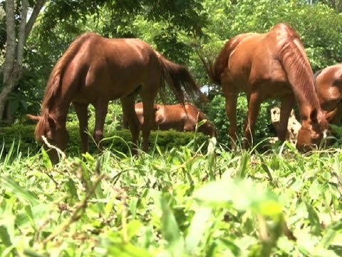 On the Farm: Miranda Bowser doing well rearing horses