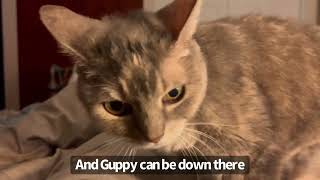 Is There Enough Room In One Bed For Guppy AND Billi? | BilliSpeaks