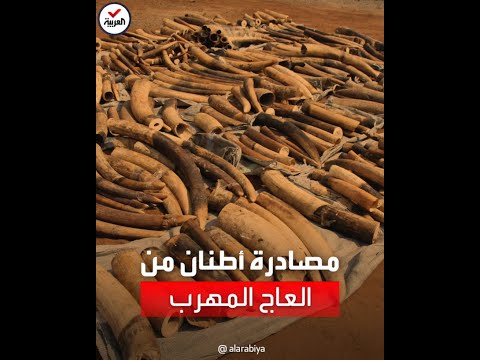 فيتنام تضبط 7 أطنان من العاج المهرب من أنغولا