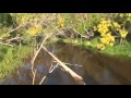 Pike On The Fly in Pursuit Of The Water Wolf Mp3