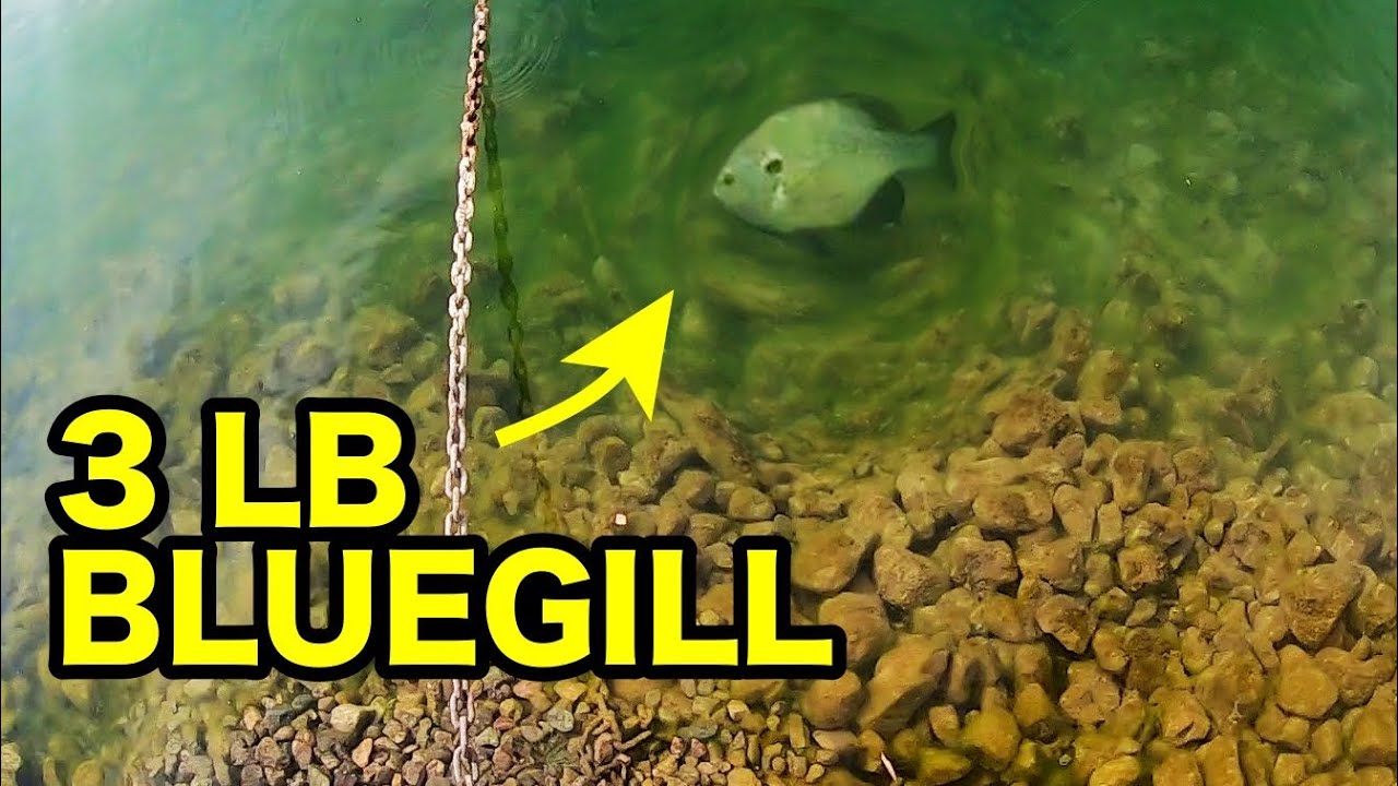 SIGHT FISHING a 3 LB BLUEGILL in CRYSTAL CLEAR WATER!!