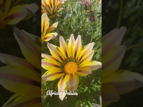 Βίντεο: Φυτά Marigold Cape – Ποικιλίες φυτών Osteospermum and Dimorphotheca