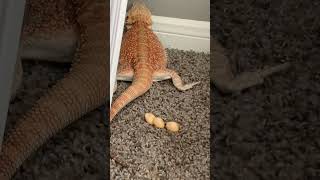 My Bearded Dragon laying eggs !!Live Action!! Bearded Dragon Content