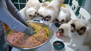 Homemade Raw Cat Food for 11 Cats!