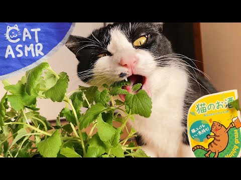 ?ASMR｜「猫のお酒」という名の猫草を食べる?【咀嚼音】