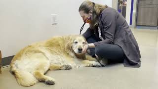 Goodheart Youtube Video by Goodheart Animal Health Center 30 views 1 year ago 42 seconds