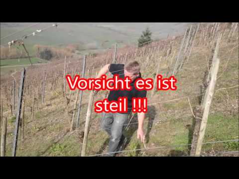 Weinreben binden am Drahtrahmen