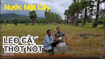 LEO THỐT NỐT LẤY MẬT LÀM ĐƯỜNG Ở TRI TÔN AN GIANG ALEX HO DISCOVERY CHANNEL