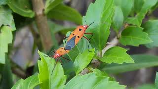 Dysdercus cingulatus/Red cotton bug （棉红蝽）