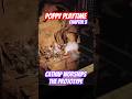 Poppy Playtime Chapter 3 Witness CatNap Worship The Prototype! #poppyplaytimechapter3