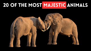 20 of the Most Majestic Animals by Slides TV 176 views 13 days ago 6 minutes, 18 seconds