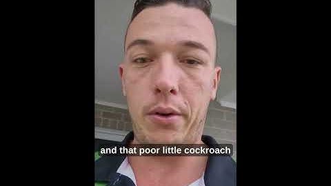 The Australian Cockroach - Periplaneta australasiae