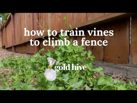 How to Train Vines to Climb a Fence