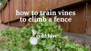 A super brief video of how to train vines climb fence. for the full
tutorial including tips, trick, products, and more, head
http://bit.ly/2ftsbop wh...