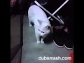 Dubsmash Heinz Peru - miau