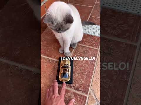 Feliz Día de las Madres | Dubai Palace Casino