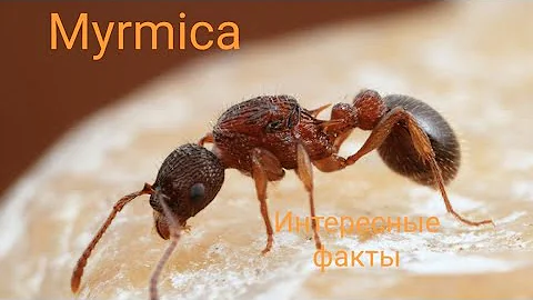 Myrmica sp. Как содержать мирмику. Интересные факты.