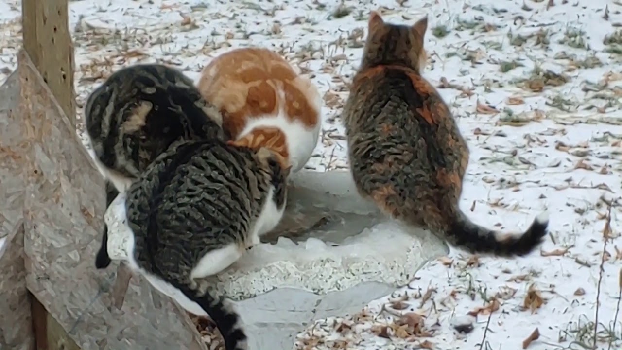 Bird bath cats - YouTube