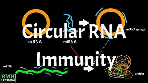 Circular RNA Immunity | Circ RNAs |