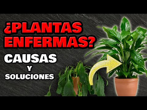 Video: ¿Por qué mis plantas se marchitan y mueren?