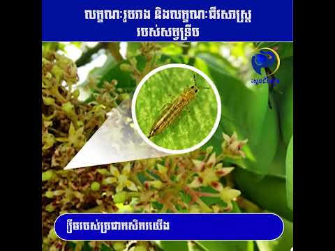 លក្ខណៈរូបរាង និងលក្ខណៈជីវសាស្ត្ររបស់សត្វទ្រីប