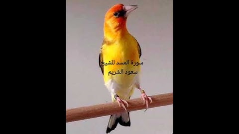 سورة المسد للشيخ سعود الشريم