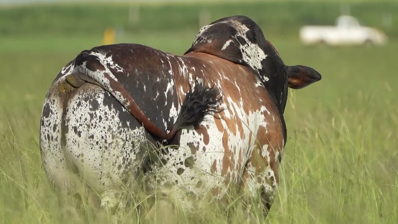 The untimely death of a legend, Picasso.