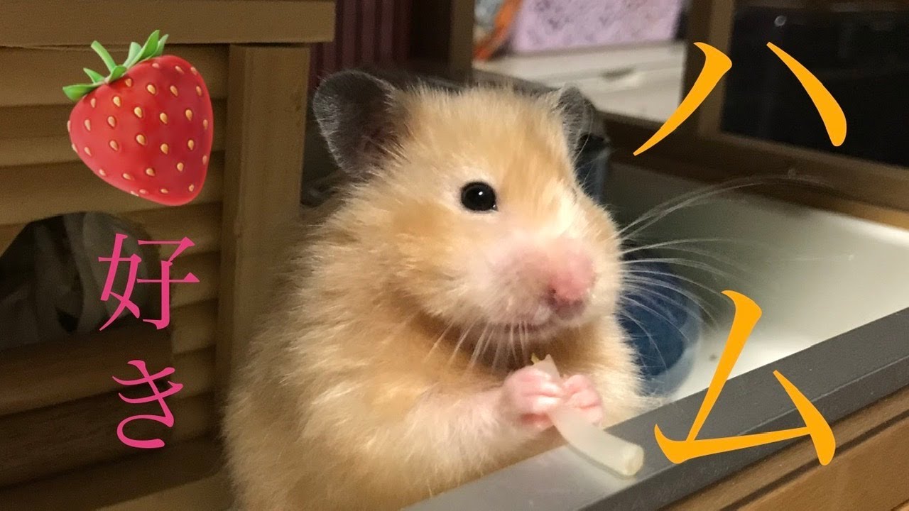 かわいいハムスター いちご大好き Youtube かわいいハムスター いちご大好き Youtube