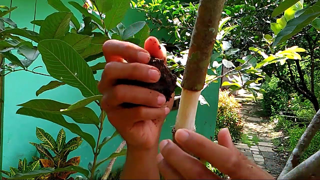 Cara Mencangkok Pohon Jambu Biji