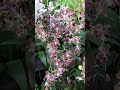 Orchid Extravaganza | Garden part II