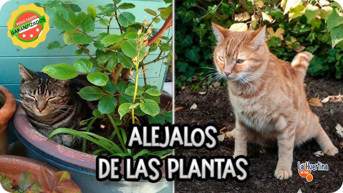 1 Juego / 4 Piezas Mantenga A Los Gatos Alejados De Su Jardín Y Muebles De  Exterior - Repelente De Heces De Gato Y Barrera Para Animales, Moda de  Mujer