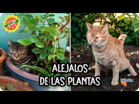 GATOS: Así es cómo ahuyentar a los gatos rápidamente con una palabra