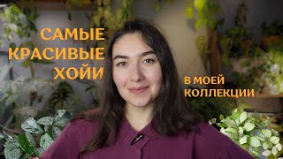 Любимые ХОЙИ из моей КОЛЛЕКЦИИ РАСТЕНИЙ | ТОП 10 самых КРАСИВЫХ хой