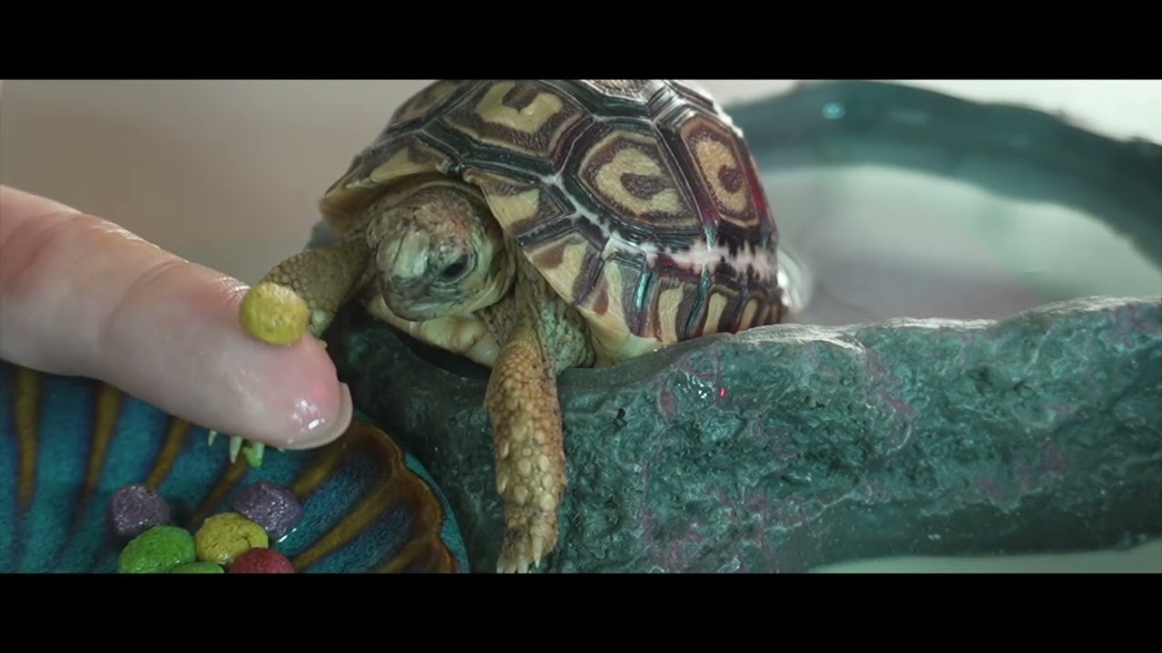 거북이 힐링 영상 🐢(거북이 밥 먹어요)
