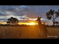 Gentle Relaxing Meditation Music • Beautiful Nature Australia, Instant Calm Sleep Music ★ 84