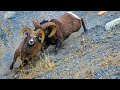 Epic Canadian Rockies Bighorn Ram Battle