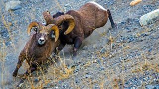 Epic Canadian Rockies Bighorn Ram Battle