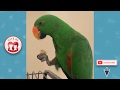 Cute Is Not Enough 🔴 Funny and Cute Parrots Videos Compilation 2019